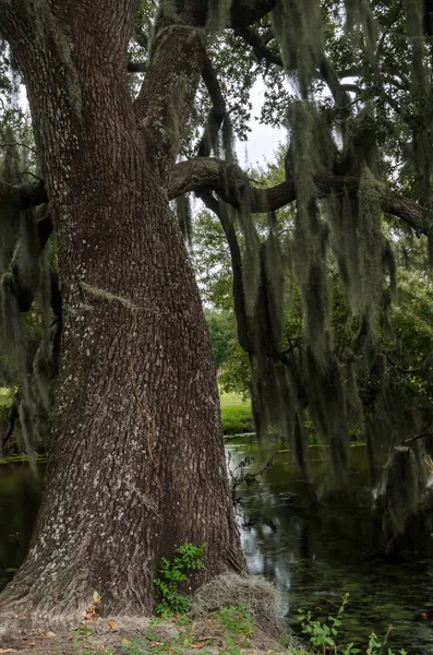 Kmen stromu live oak u rybníka — Stock fotografie