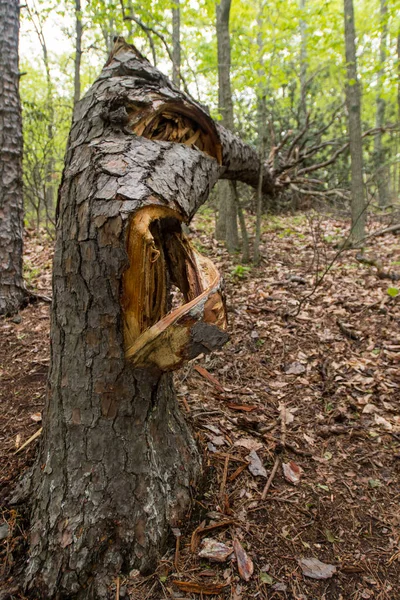 Árbol agrietado por clima extremo — Foto de Stock