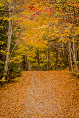 Kırmızı ve altın yaprakları dar Lane üzerinde sıkı tutun