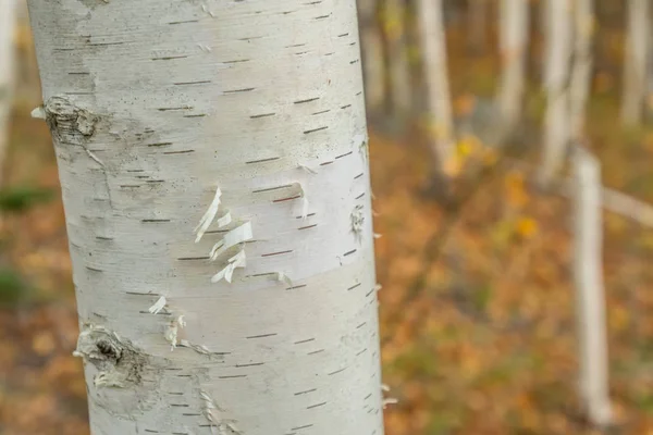 Drzewo Birch papieru z bliska — Zdjęcie stockowe