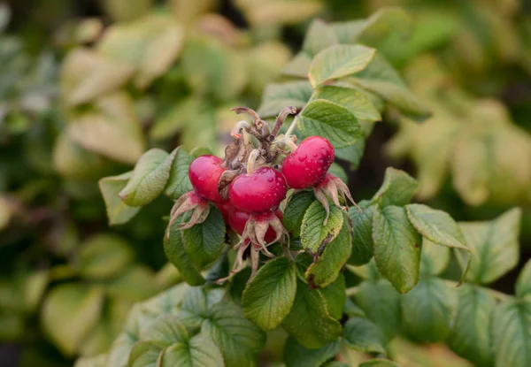 Rose Hips Maine'de vahşi büyümek — Stok fotoğraf