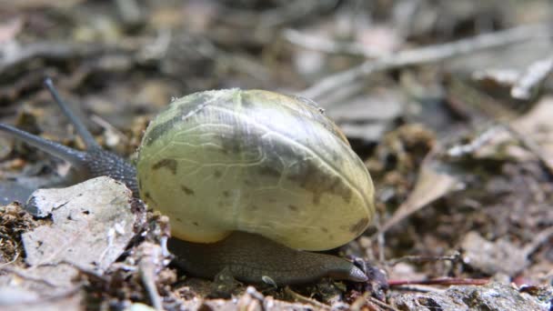 Schnecke Bewegt Sich Mit Natürlicher Geschwindigkeit Über Den Rahmen — Stockvideo