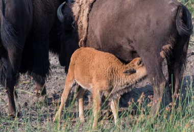 Bizon buzağı hemşire anne Grazes süre