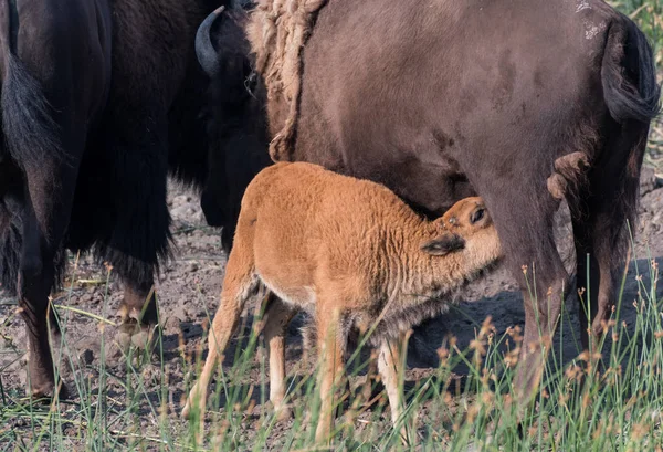 Bison Calf Nurses While Mother Grazes — Stock Photo, Image
