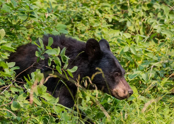 Urso negro caminha através de arbustos grossos — Fotografia de Stock