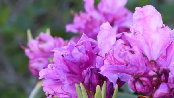 4k Pan Left Rhododendron Close Up to Blur montre les fleurs violet brillant qui fleurissent dans les Blue Ridge Mountains chaque Juin 