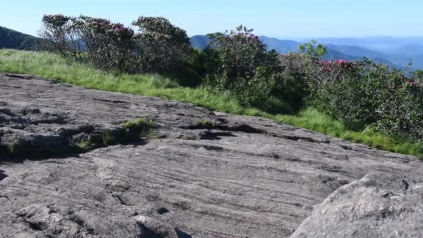 Schuif Rechts Van Rhododendron Achter Rock Tijdens Rhododendron Bloei Hooglanden — Stockvideo