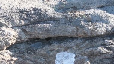 4k kadar Rock ve ormangülü Blaze, Bahar bloom sırasında eğimli