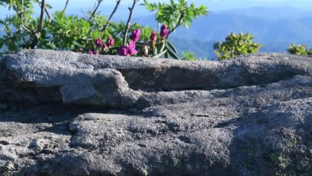 4K Tilt Down Rock et Rhododendron à AT Blaze sur Jane Bald dans les Roan Mountain Highlands 