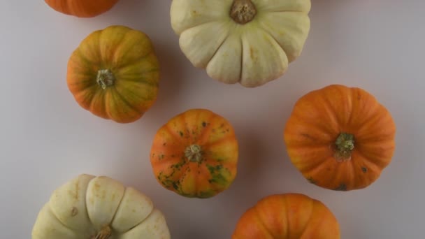 Calabaza Vuela Sobre Fondo Hacia Arriba Sobre Fondo Blanco — Vídeos de Stock