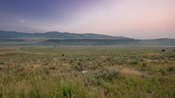 Yellowstone Lamar Valley Bison Roam Otro Lado Del Campo Atardecer — Vídeos de Stock