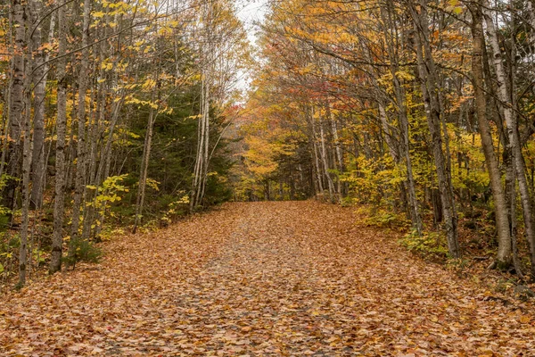 Vervoer weg bedekt met Fall Leaves — Stockfoto