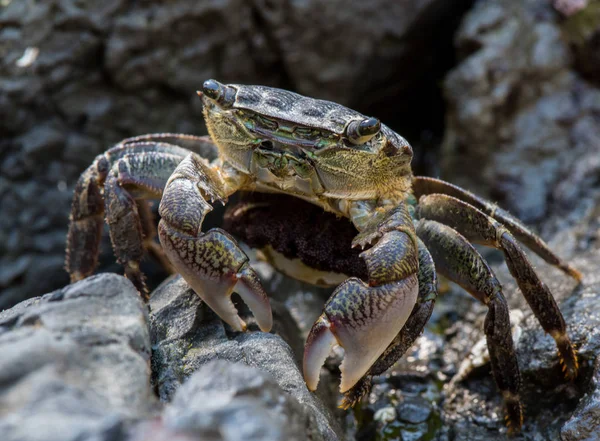 Krabbe hält inne, während sie über Felsen huscht — Stockfoto