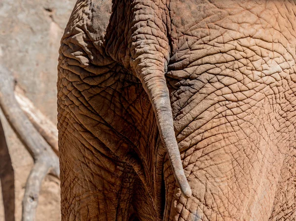 Gajah Ekor Hangs — Stok Foto
