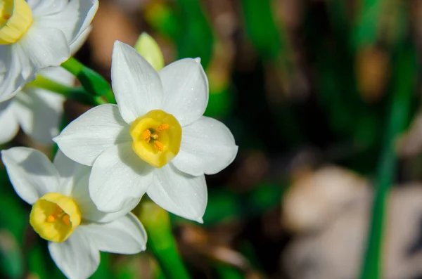 Τρεις Daffodils τοπίο — Φωτογραφία Αρχείου