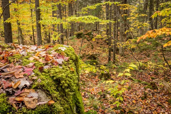 Moss y hojas caídas — Foto de Stock