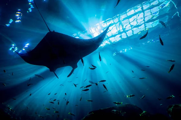 Rays Behind Ray — Stock Photo, Image