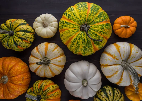 Odrůda tykve a squash — Stock fotografie