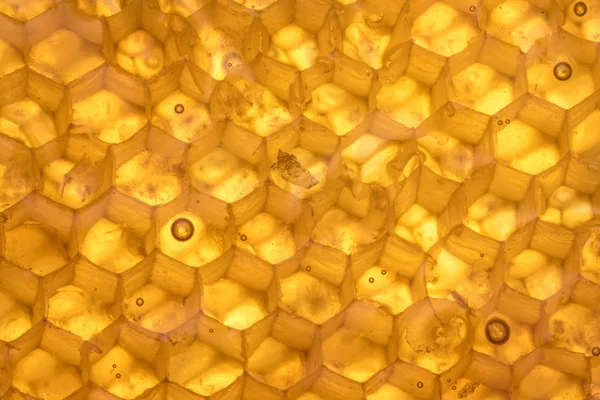 Honey Comb Texture Backlit — Stock Photo, Image