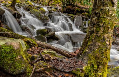 Ağaç ve akış yosun kaplı