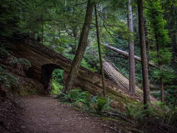 Túnel de passeio através de Redwood Tree — Fotografia de Stock