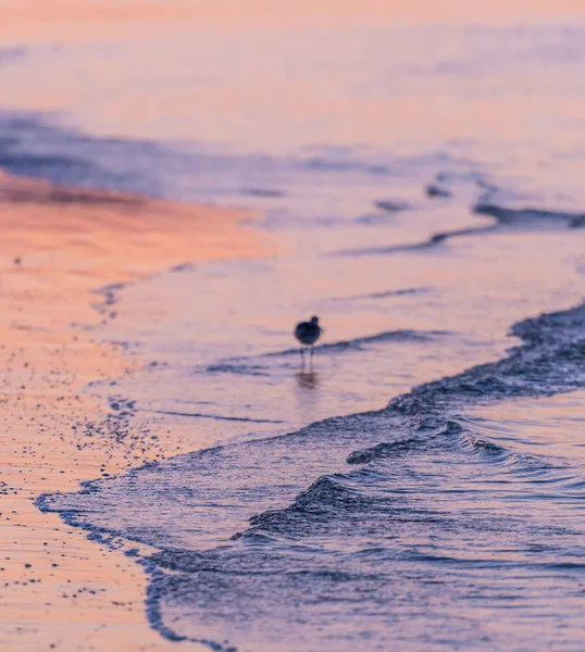 Golven schoot zachtjes de kust terwijl een vogel-Feeds — Stockfoto