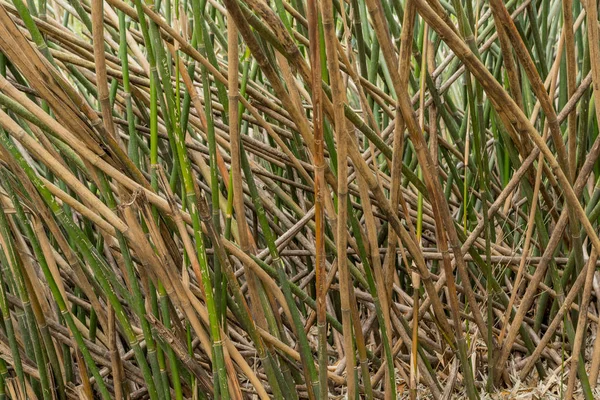 Bâtons de ramassage de bambou — Photo