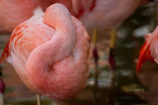 Összegömbölyödve Flamingo hely másolás — Stock Fotó