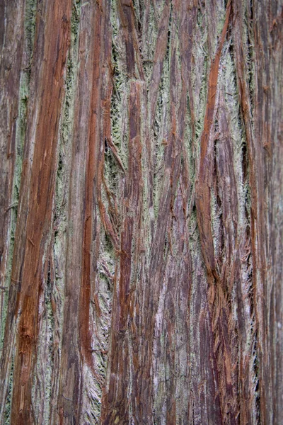 Strimmor av grov Redwood Bark — Stockfoto