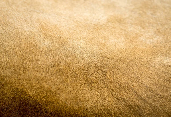 Lion Fur Texture