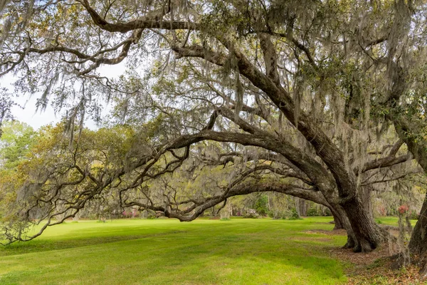 푸른 잔디 위에 참나무 활 — 스톡 사진