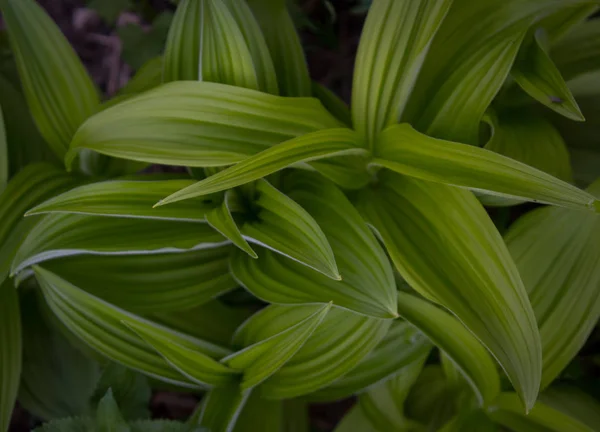 Regardant vers le bas sur les feuilles vertes — Photo