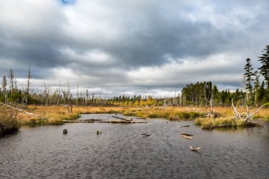 Maine Kuzey ormanda küçük gölet