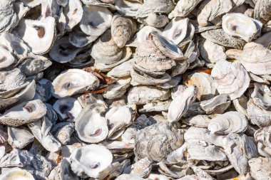 Güneş kırık kabukları kapsayan Beach üzerinde