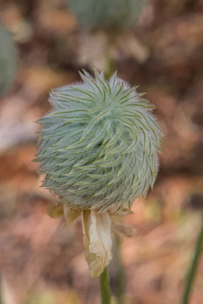 Seed Head of Anemone Flower Blooms in Wilderness — Stock Photo, Image