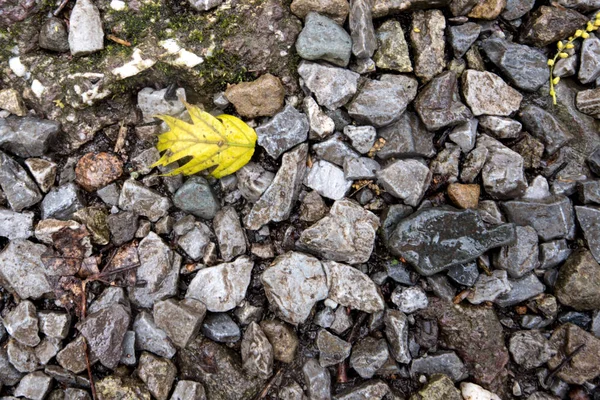 Trilha de pedra com folha amarela — Fotografia de Stock