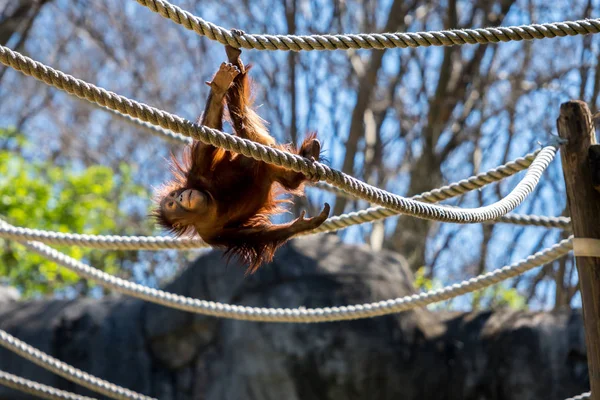 Jovens oscilações de orangotangos de cabeça para baixo — Fotografia de Stock