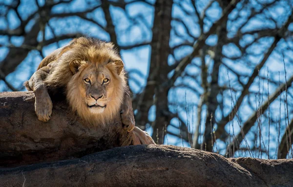 Curious Lion On Rock