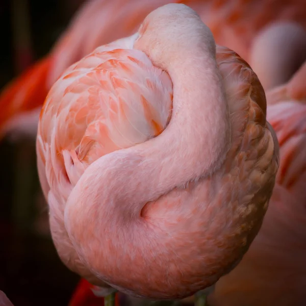 Flamingo enroulé dans la boule pour la chaleur — Photo