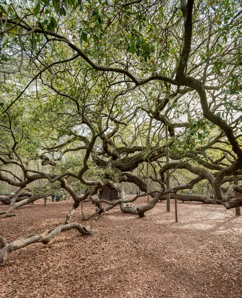 Giant Live Oak Tree i Charleston — Stockfoto