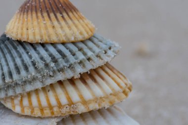 Yığın kabukları kapatın sol