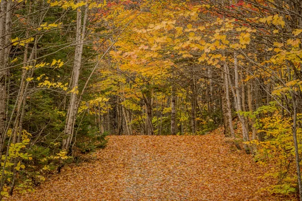 Folhas de cobertura Estrada estreita através da floresta no outono — Fotografia de Stock