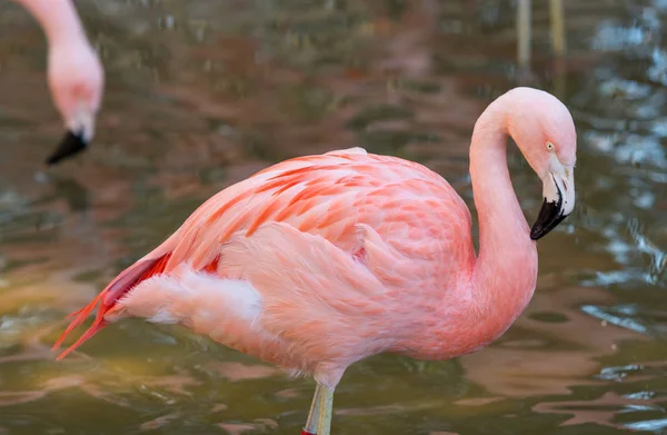 Růžový plameňák stojí v odrazy na vodě — Stock fotografie