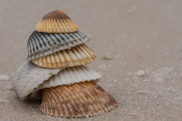 Conchas empilhadas na praia — Fotografia de Stock