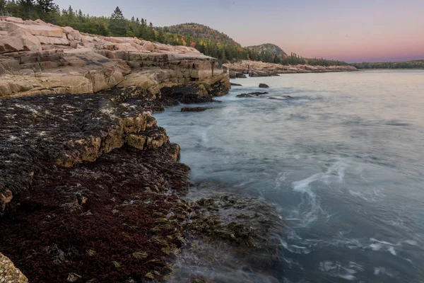 Rocas cubiertas de hierba marina en la costa de Maine —  Fotos de Stock