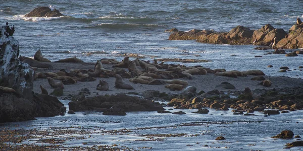 Lions de mer plage rocheuse de foule — Photo