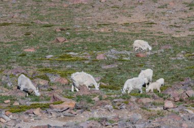 Küçük dağ keçi sürüsü otlatmak