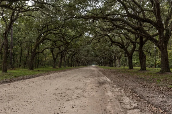 Sidovy av grusväg med Live Oak Trees — Stockfoto