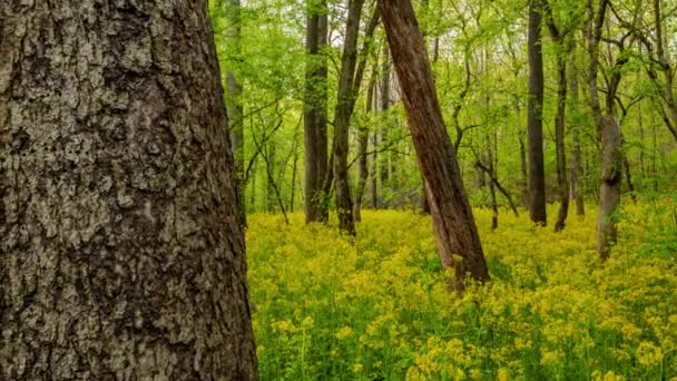 Час Лапсе Фокус Квітковий Луг Великим Деревом Передньому Плані — стокове відео