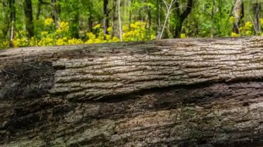 Zaman atlamalı çekme odak alan erken yaz aylarında çiçek açan çiçek günlüğünden